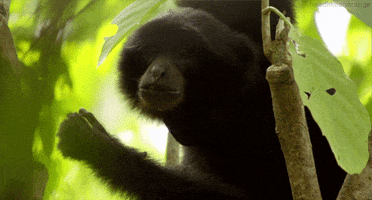ape gibbon GIF by Head Like an Orange