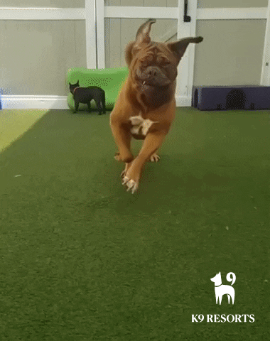 Party Dog GIF by K9Resorts