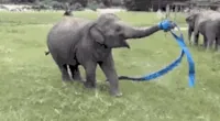 elephant ribbon GIF