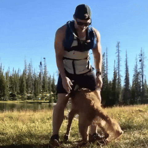 Golden Retriever Cute Dog GIF by Still Not A Hippie