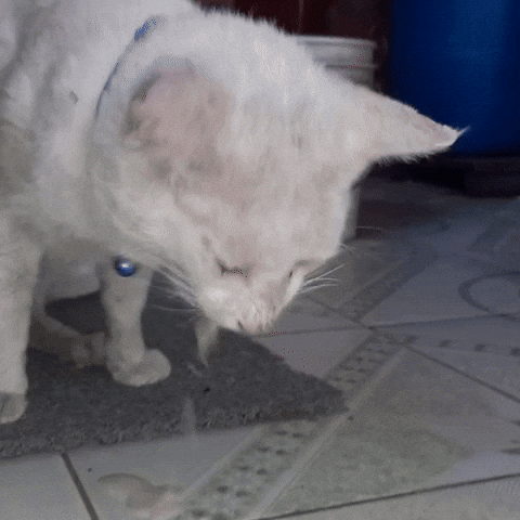 Nepalicats Catgag Vomit Disgust Eww GIF