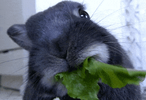 bunny salad GIF