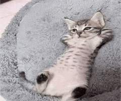 Cat Chill GIF by eay