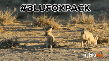 Fox GIF by Blufox Mobile