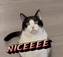 Funny Cat GIF
