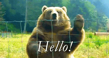 Bear Hello GIF