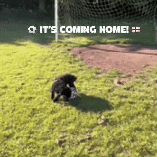 Lets Go Football GIF