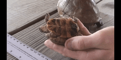 Frustrated Turtle GIF by DIIMSA Stock