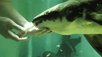 feed me eating GIF by California Academy of Sciences