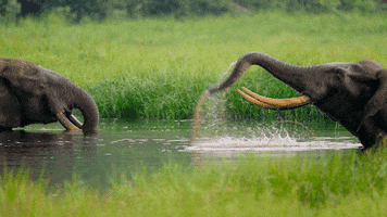 netflix elephant GIF by Our Planet