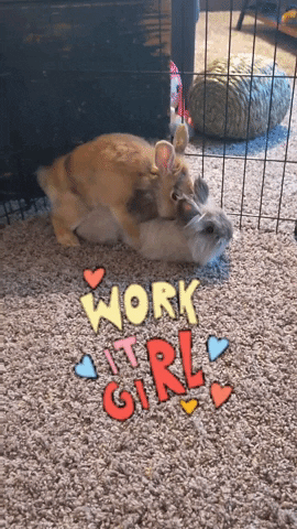 Bunny GIF