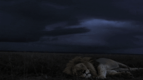  cinemagraph lion GIF