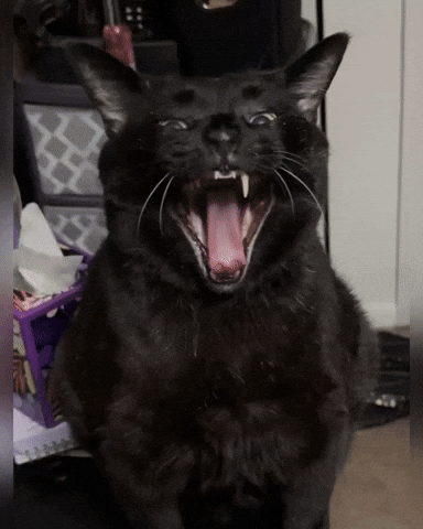 Black Cat GIF