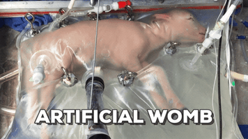 plabarta  GIF