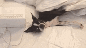 Eyes Lol GIF by The BarkPost