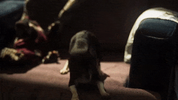 What The Hell Chihuahua GIF by The Avenue Film
