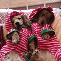 Dachshund Doxie GIF by beangoods