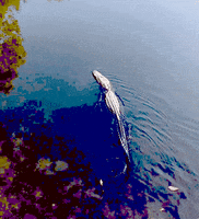 see you later swimming GIF by University of Florida