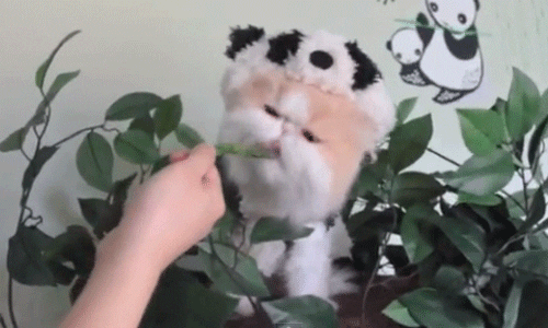 giphy.gif