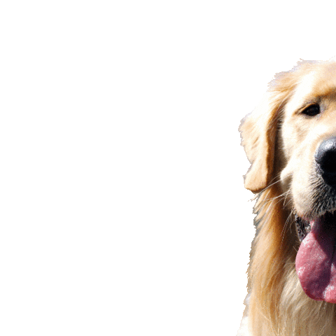 Dog Sticker by Waggin’ Tails