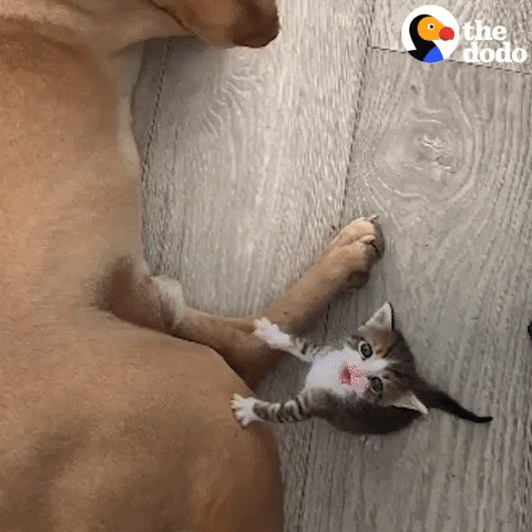 Cats Dogs GIF by The Dodo