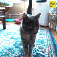 No Thank You Art GIF by 60 Second Docs
