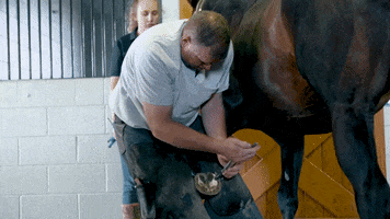I Am Horse Racing GIF