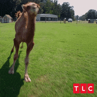 Animals-running GIFs - Get the best GIF on GIPHY