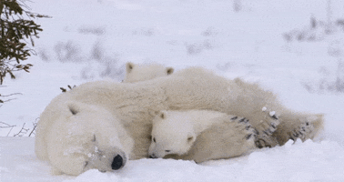 Tired Polar Bear GIF by Oceana
