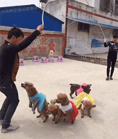 Jump Dogs GIF