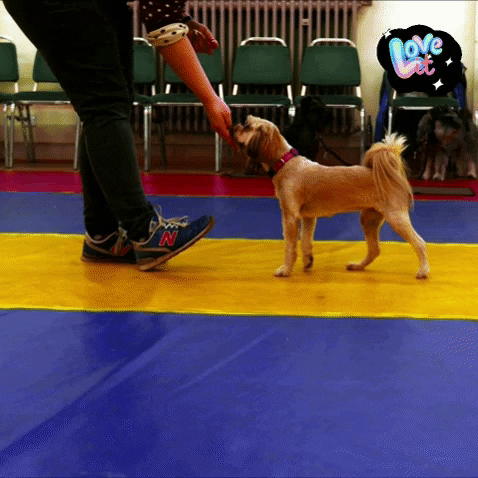 newcastle dog training GIF by Positively Pets