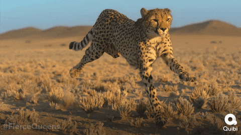 columbus zoo cheetah run