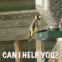 Can I Help You Hello GIF by KreativCopy