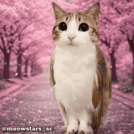 Cat Owl GIF