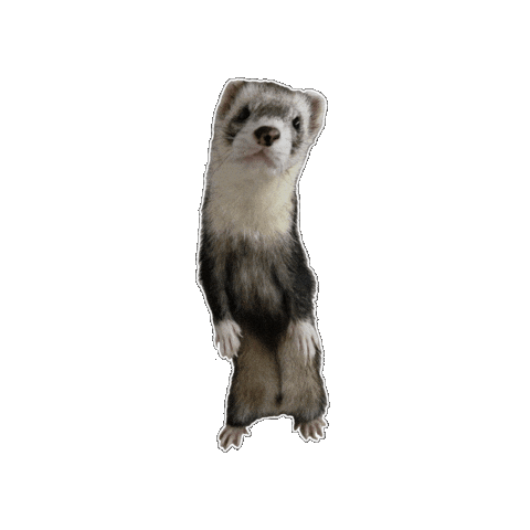 Otter Sticker