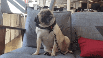 Question Mark What GIF by The BarkPost