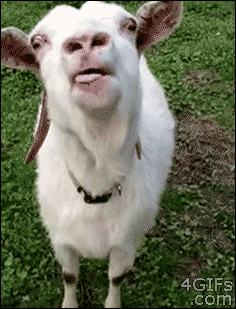 [Image: giphy.gif?cid=19f5b51ac9e31265328a128f8b...=giphy.gif]