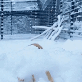 Fox Snow GIF