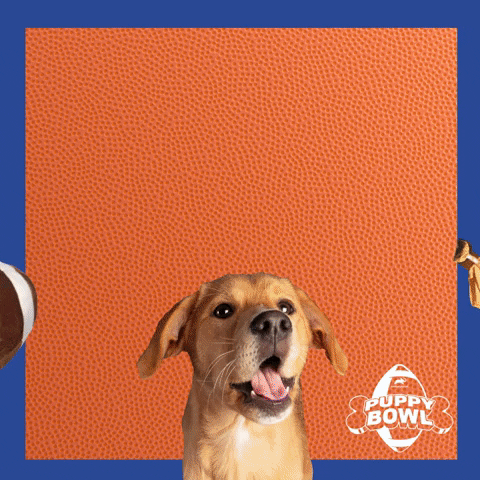 Football Dogs GIF by Puppy Bowl