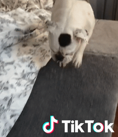 Dog Pet GIF by TikTok France