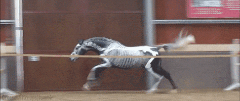 CABALLO GIFS caballo gifs: