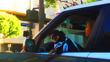 living the dream dog GIF by Infinity Cat Recordings