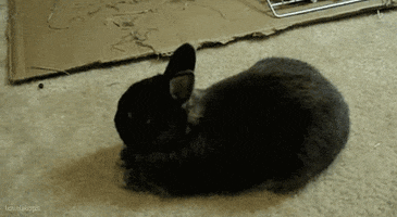 Bunny Rodent GIF