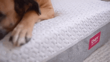 Tired Canadian GIF by Endy Mattress