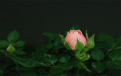 rose flowering timelapse