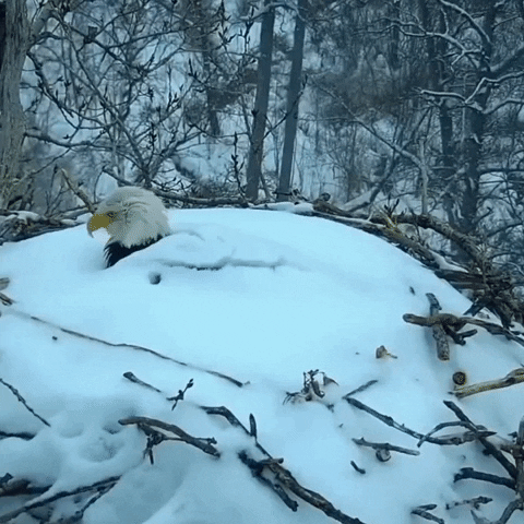 Wake Up Snow GIF by Storyful