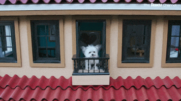 Barkitecture GIF by The Roku Channel