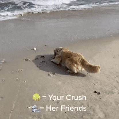 Dogsofinstagram meme crush golden golden retriever GIF