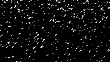 Birds Backgrounds GIF by The Chemical Brothers