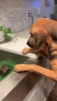 Dog Kitten GIF by MOODMAN